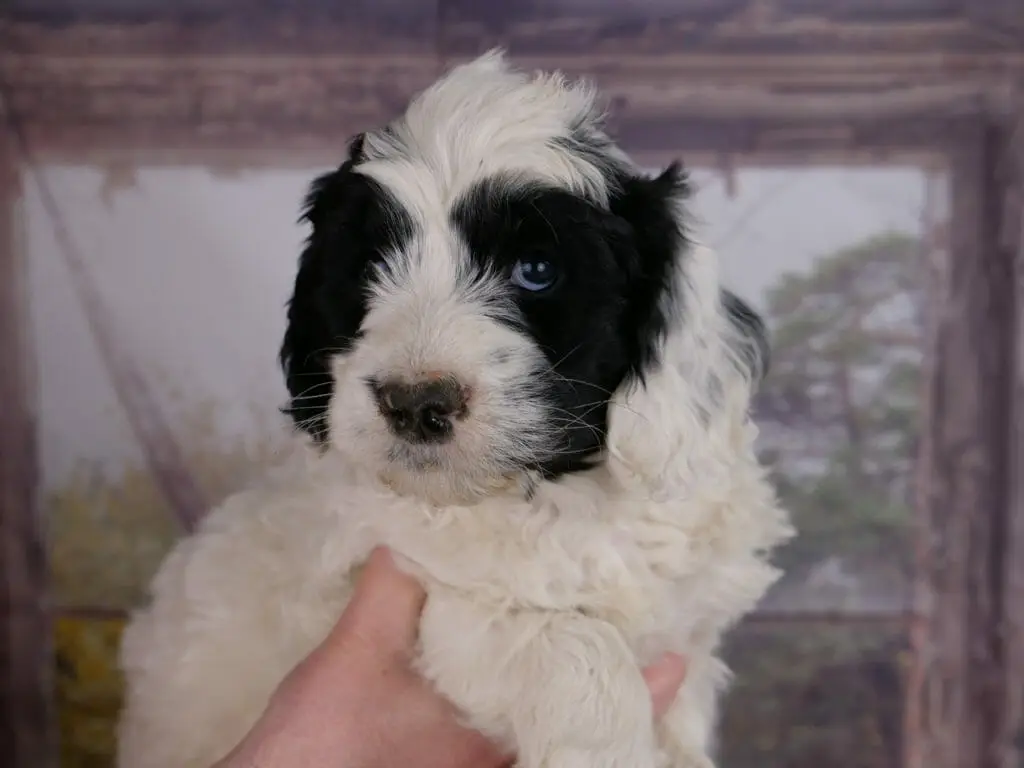 6-week old white and black parti labradoodle puppy. White all over except for symmetrical patches over his eyes. His ear is mostly white with just a bit of black on the top.