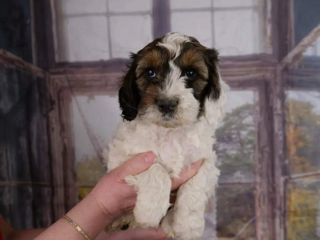 a 6-week old white and sable labradoodle puppy held in someones hands. She has asymmetrical patches over her eyes of brown and caramel colors. Her front legs and chest are white, as is a patch on the top of her head.