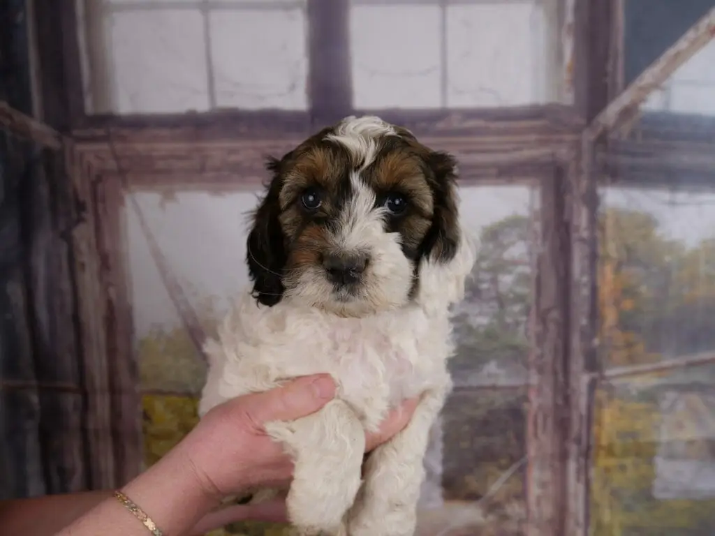 6-week old white and sable labradoodle puppy resting in someones hands. White chest and legs, also muzzle and patch on the top of her head is white. Patches over both eyes and ears are black and copper. One ear is half white and half sable.