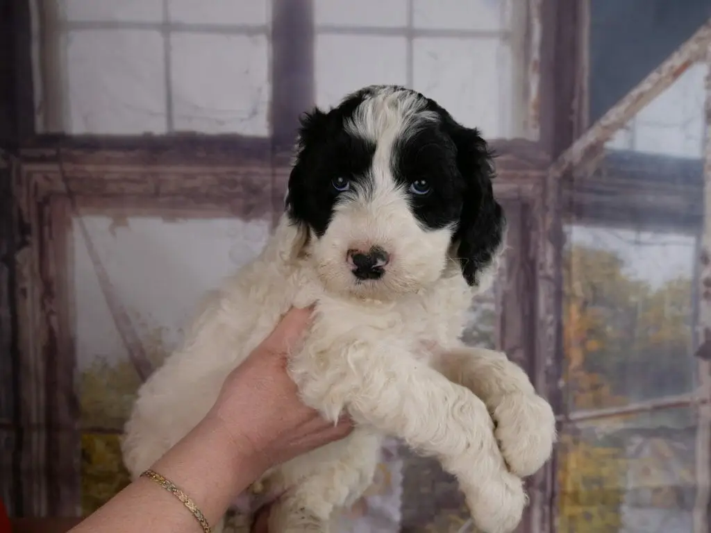 Black and white, 6-week old labradoodle puppy held in someones hands. His front paws are gently crossed. Black patches over both eyes and ears, white everywhere else including a patch on the top of his head.