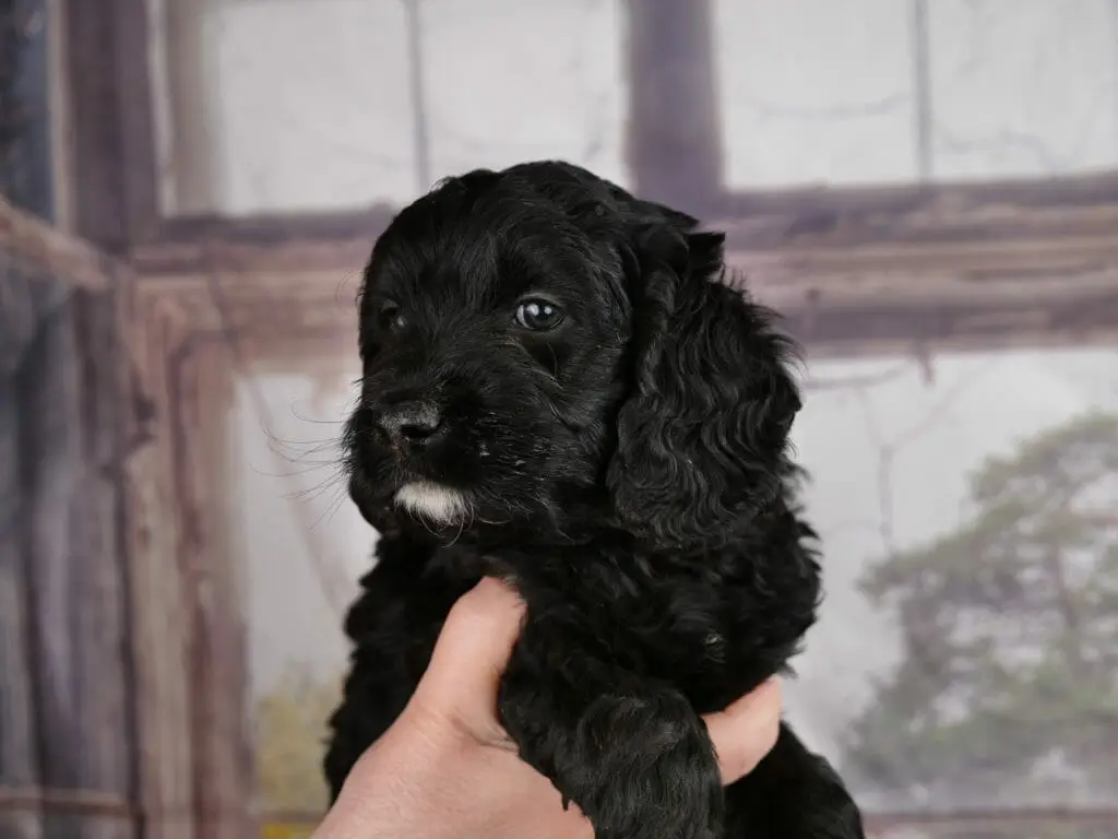 6-week old shiney black labradoodle puppy held in someones hands. Puppy has her head turned to the left and is looking to the right. A small white goatee and curly haired black ears.