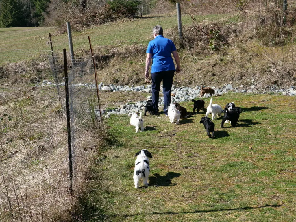 Claire, in a blue shirt, is walking with 11 six-week old labradoodle puppies. The puppies are exploring the grass and rocks of the wide path.