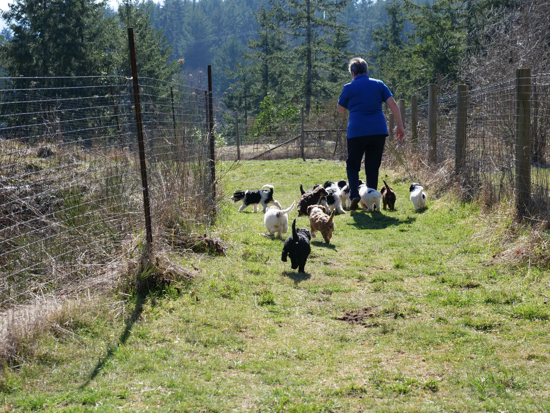 Claire, wearing a blue shirt, in the distance is walking with 11 six-week old labradoodle puppies across green grass. Trees in the background and bright blue sky. The puppies are running away from the camera.