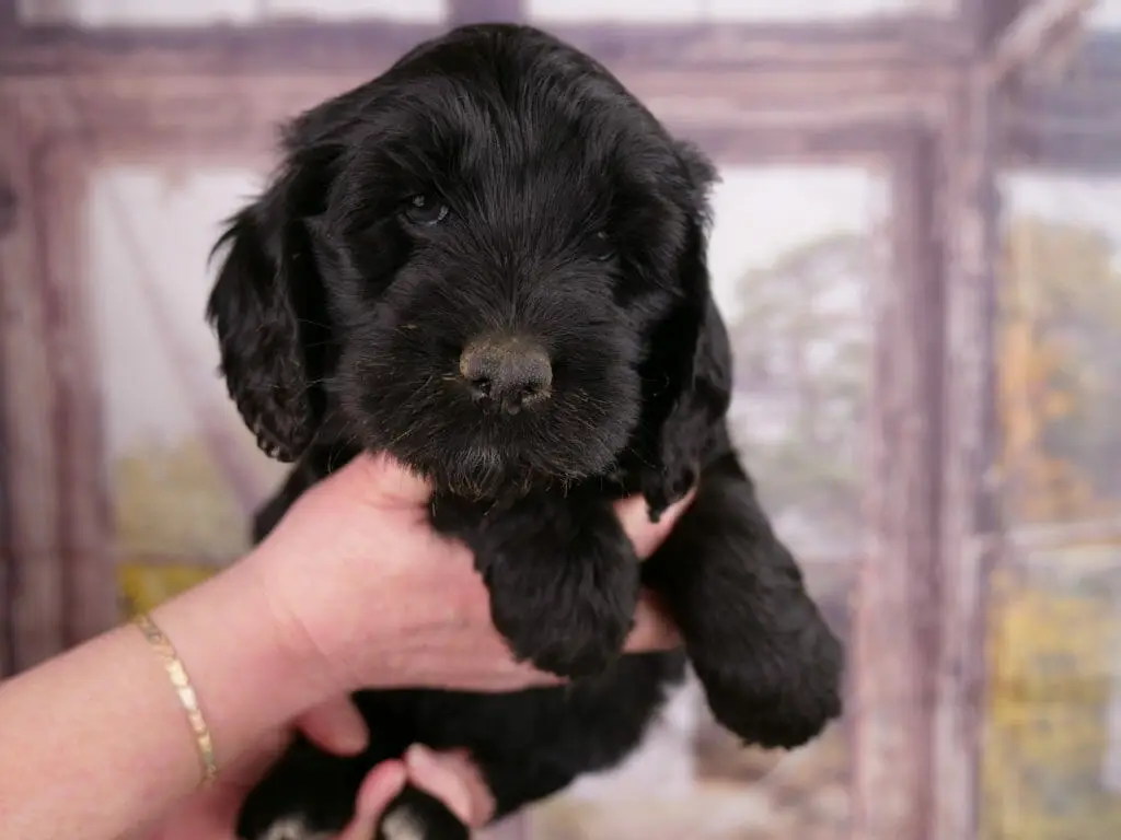 6-week old black labradoodle puppy held in someones hands. Puppys chin is resting on their thumb and he is looking at the camera with soft blue/brown eyes.