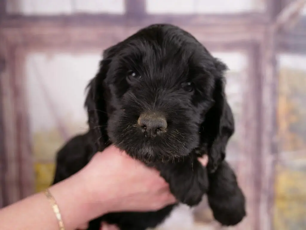 Close up of a 6-week old black labradoodle puppy. Chin is resting on someones hand and puppy is looking into the camera.