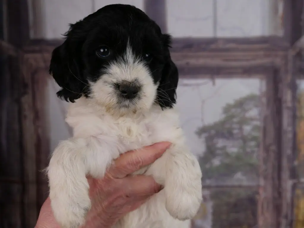 6-week old black and white labradoodle puppy held upright in someones hands. Puppy has solid black over eyes and ears, with a white muzzle. White chest and legs. Tiny bits of dried pumpkin spots around mouth.