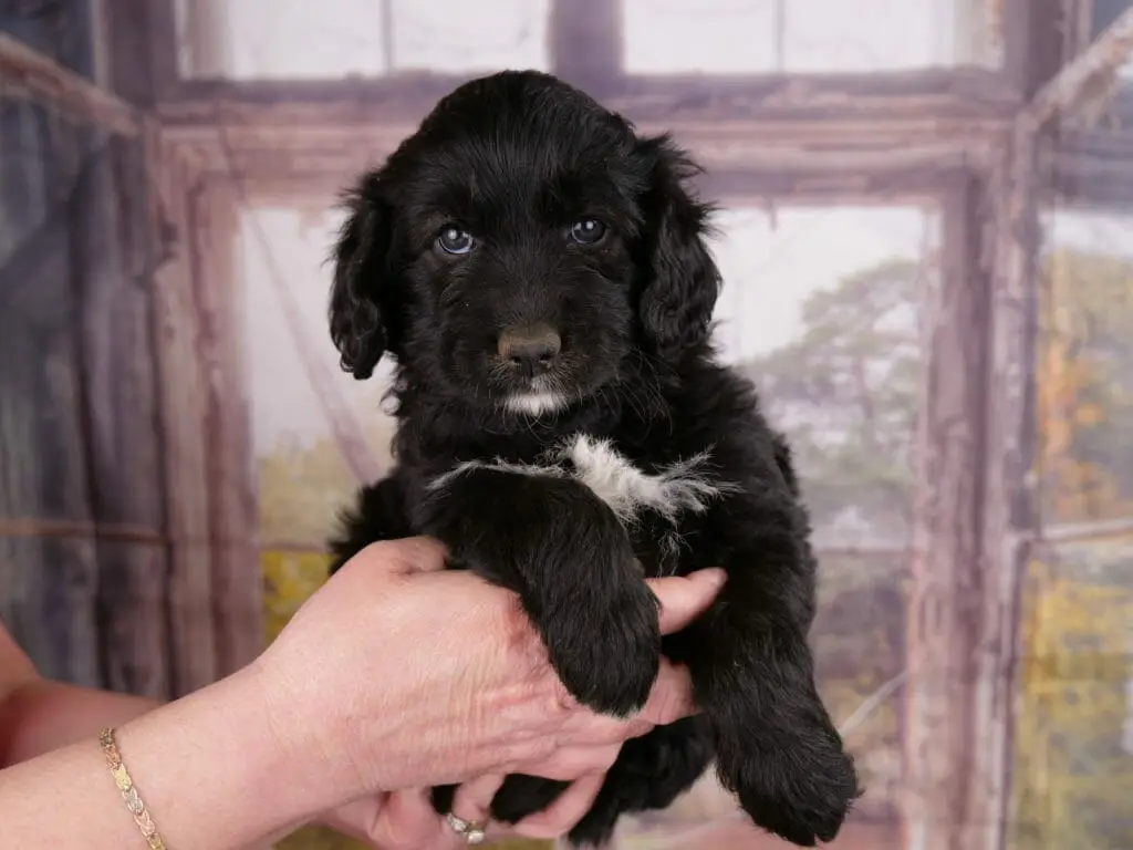 Black labradoodle puppy, 6 weeks old, held in someones hand. White star on chest and a little white goatee. Hair on ears is curly.