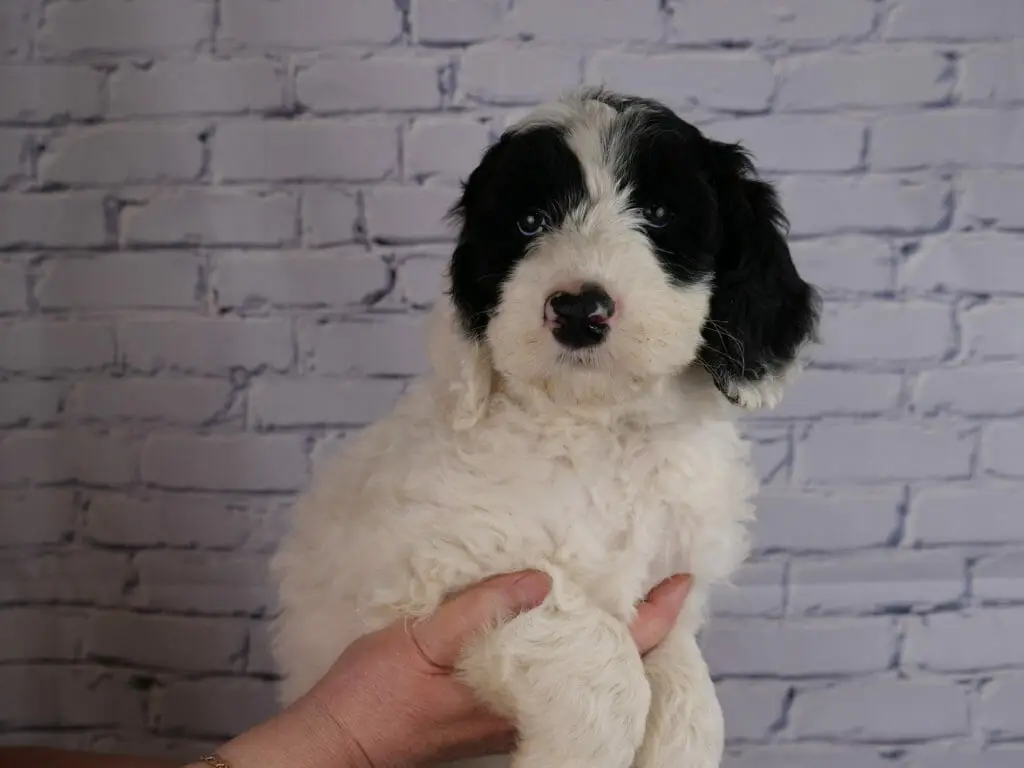 7-week old black and white labradoodle puppy is resting in someones hands in front of a white brick wall. The puppy is solid white with 2 asymmetrical black patches over his eyes and ears.