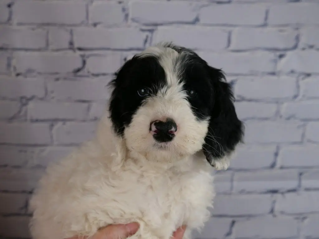 A fluffy black and white 7-week old labradoodle puppy, held in someones hands in front of a white brick wall. Puppy is all white aside from 2 asymmetrical patches over both eyes and ears.