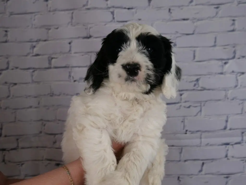 In front of a white brick wall, a fluffy black and white 7-week old labradoodle puppy is held in someones hands. Asymmetrical black patches over both eyes and a few small black markings on the side of his face. His left ear is mostly white with a black mark.