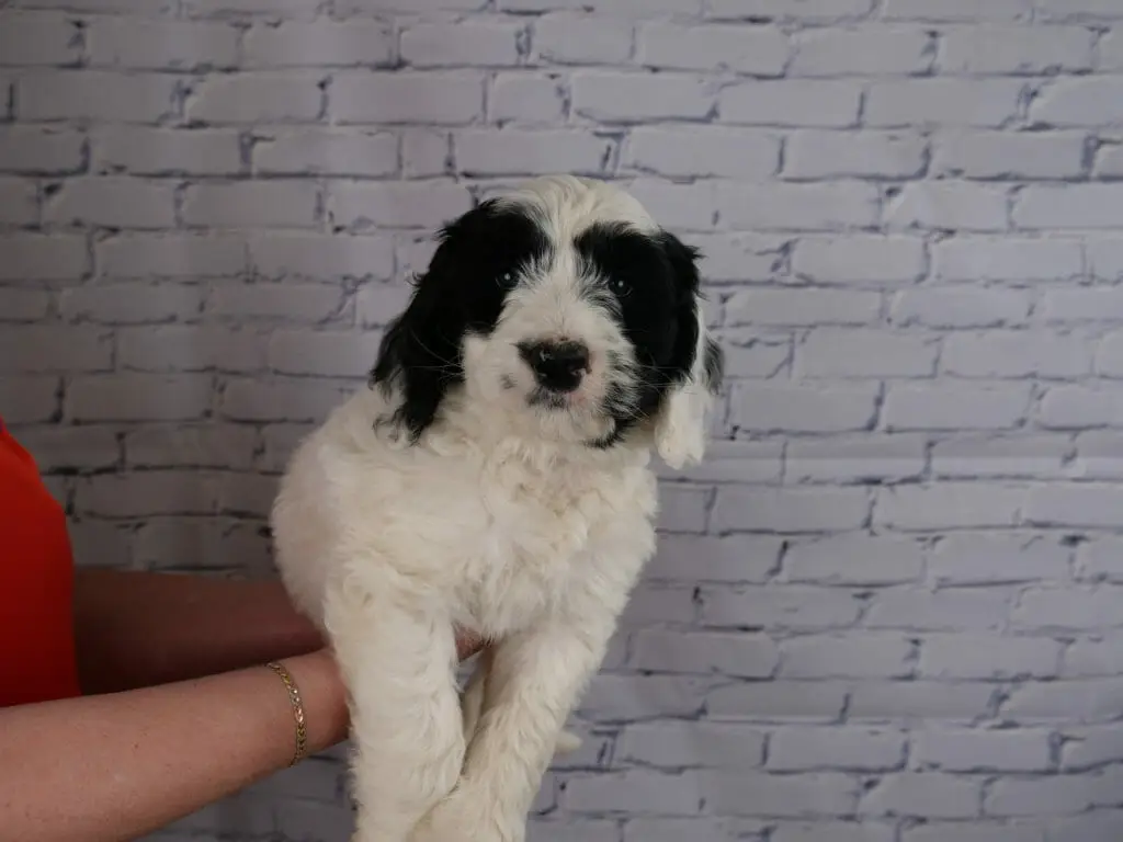 7-week old fluffy black and white labradoodle puppy, held in someones hands in front of a white brick wall. Puppys chest and legs are white, his eyes have asymmetrical black patches. His right ear is mostly black with a white tip. Left ear is mostly white with a black mark in the middle. The side of his face has a small black mark.
