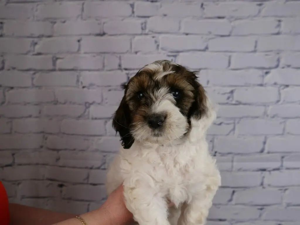 7-week old labradoodle puppy held in front of a white brick wall. Puppy has a white chest and legs, asymmetrical sable patches over both eyes and ears. Left ear is half white. Small white patch on the top of her head.