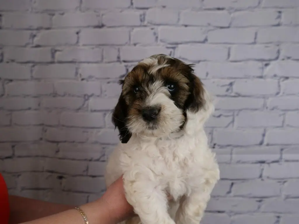 Sable and white labradoodle puppy, 7-weeks old, is held in front of a white brick wall. Sable patches over both eyes and ears. Left ear is half white with dark/sable on the top portion.