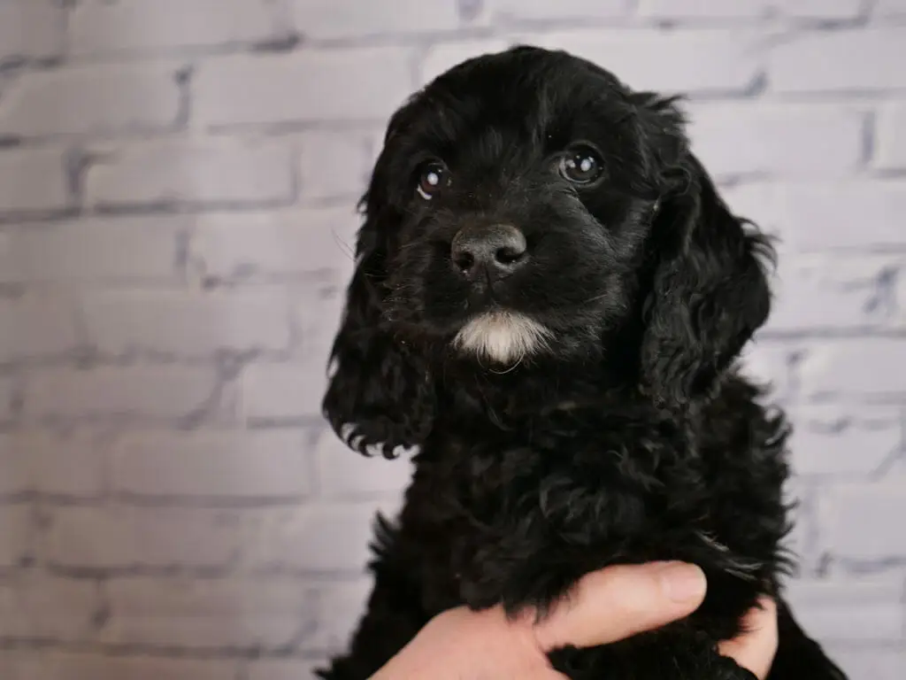 Solid black 7-week old labradoodle puppy with a white goatee. Coat is fluffy and curly.