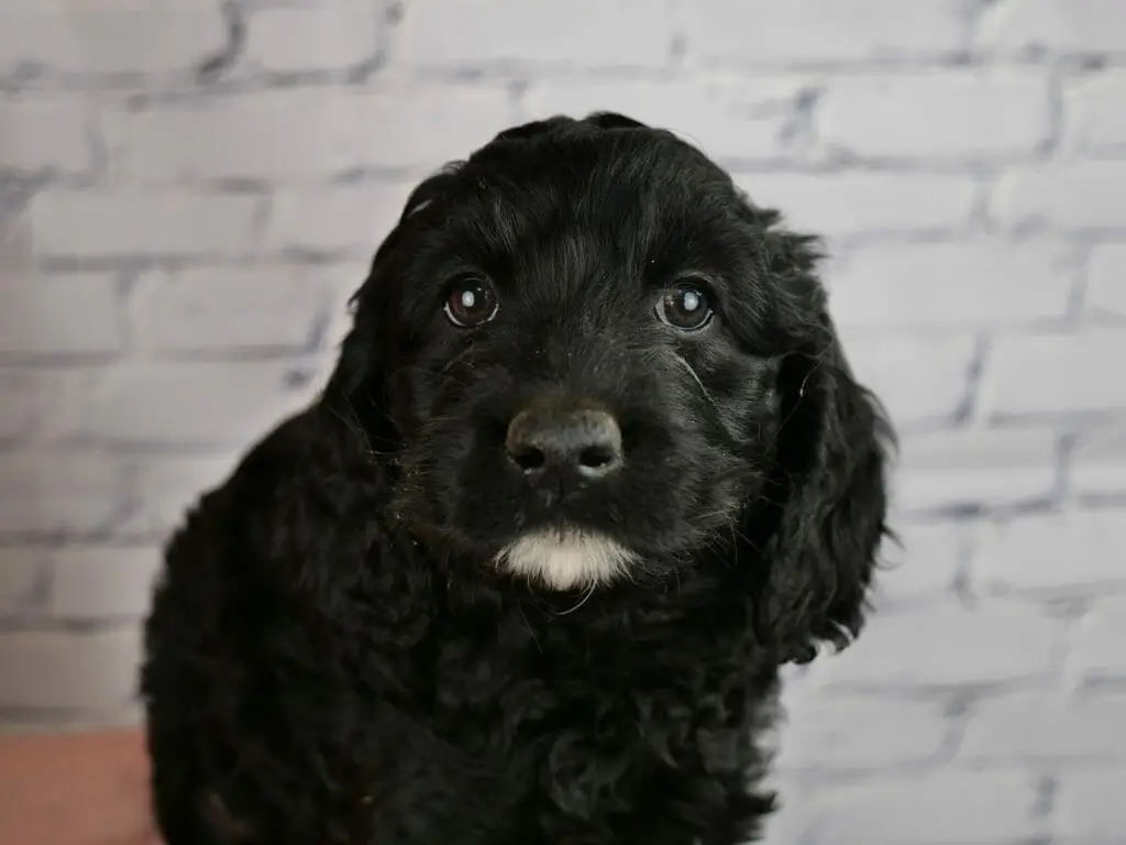 Close up of a 7-week old solid black labradoodle puppy held in front of a white brick wall. Puppys coat is curly and fluffy. She has a white goatee.