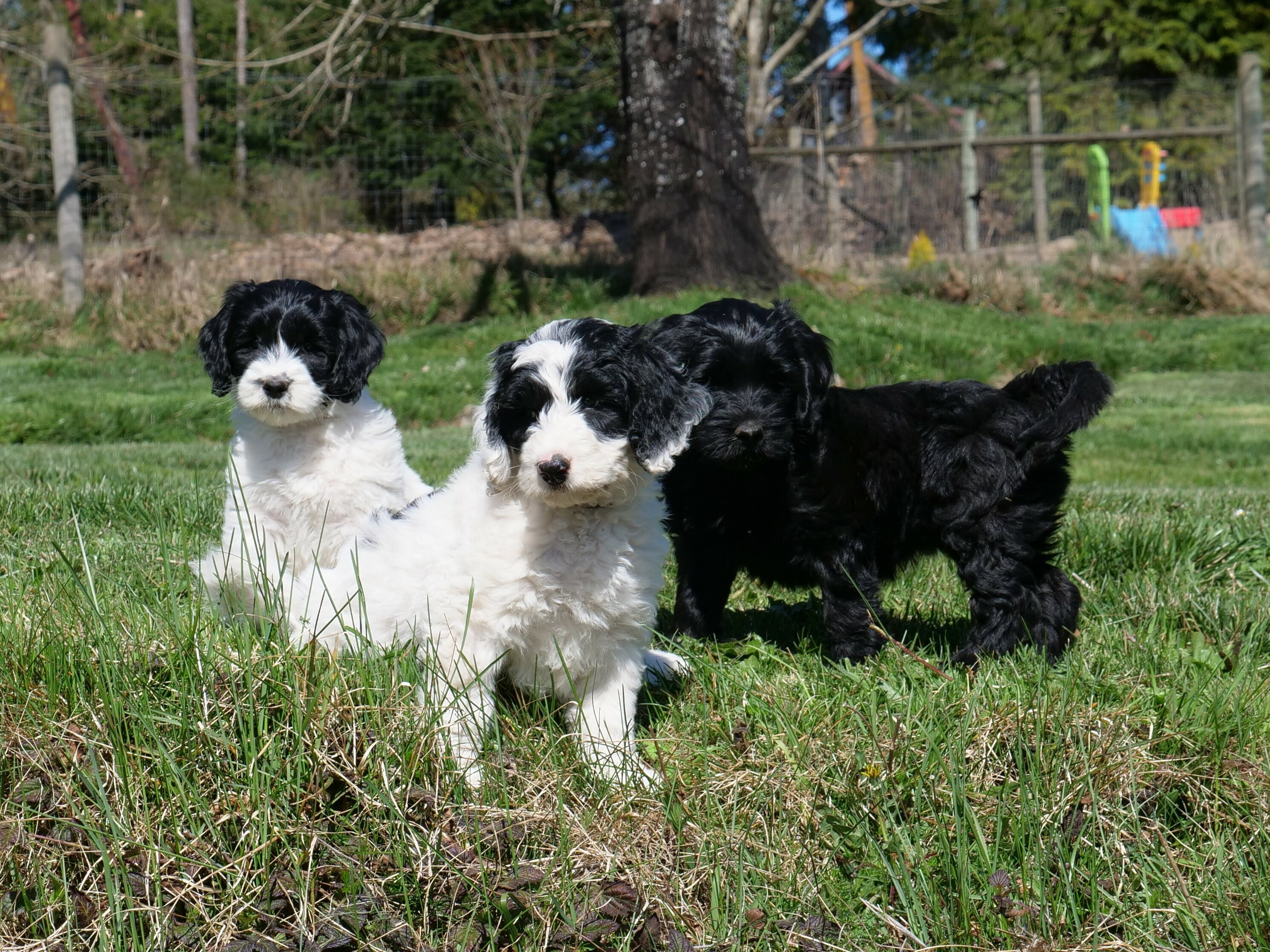 Three 7-week old labradoodle puppies are sitting in green grass looking towards the camera. On the left, a white puppy who has a black head. Middle puppy is white with asymmetrical black patches over both eyes. On the left and behind, a solid black puppy.