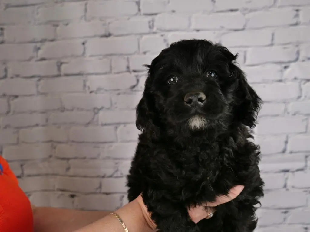 7-week old black labradoodle puppy with a small white goatee, held in someones hands in front of a white brick wall.