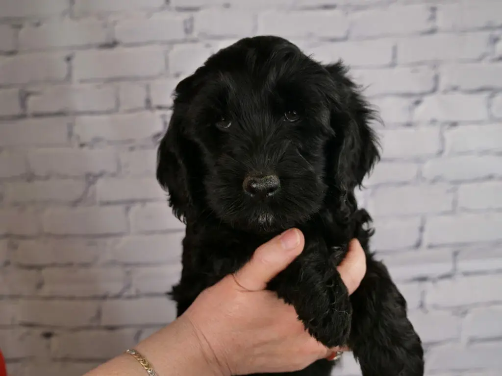Solid black 7-week old labradoodle puppy, held in someones hands in front of a white brick wall. Puppys eyes are just visible behind the black eyebrows.