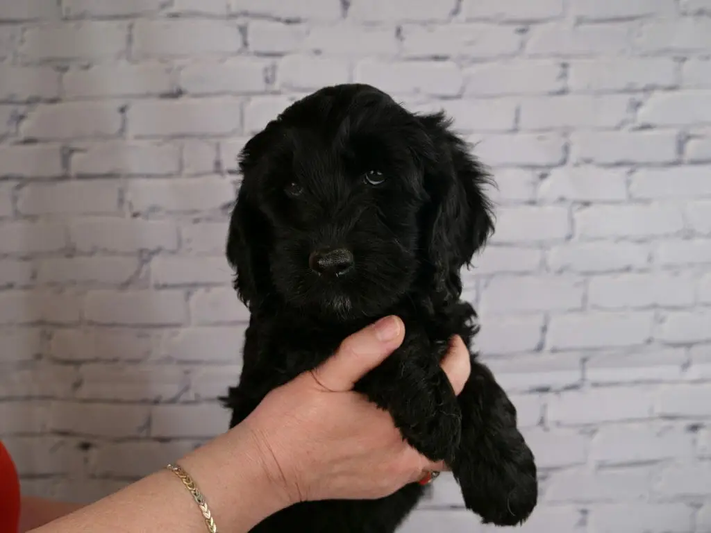 7-week old black labradoodle puppy, held in someones hands in front of a white brick wall.