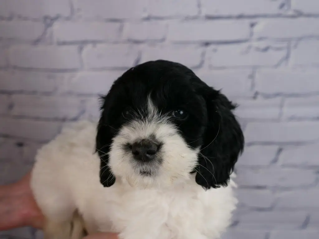 Black and white labradoodle puppy, 7-weeks old, is lying across someones hands in front of a white brick wall. Puppy has a solid black head, just her muzzle is white along with the rest of her body.