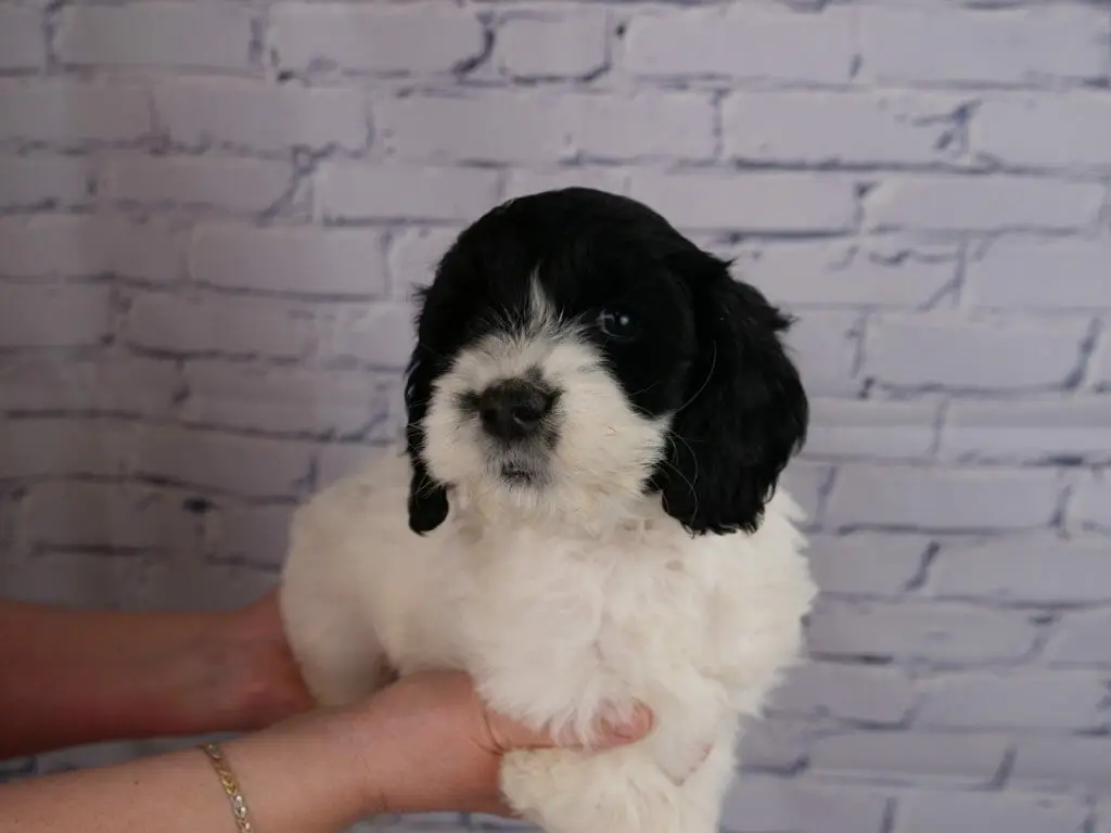 a fluffy black and white labradoodle puppy, 7-weeks old, lays across someones hands in front of a white brick wall. Puppys body is solid white, her head is black aside from her muzzle.