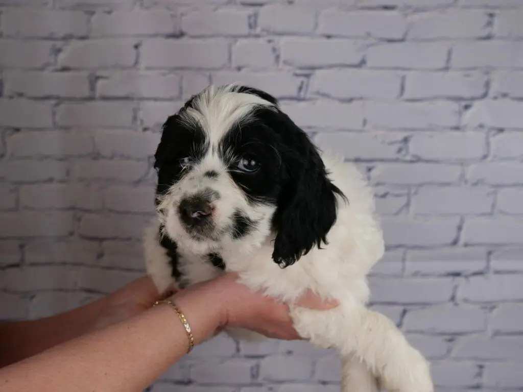 7-week old black and white labradoodle puppy, held in somehows hands. Black patches over both eyes and ears, a black beauty mark on side of her face.