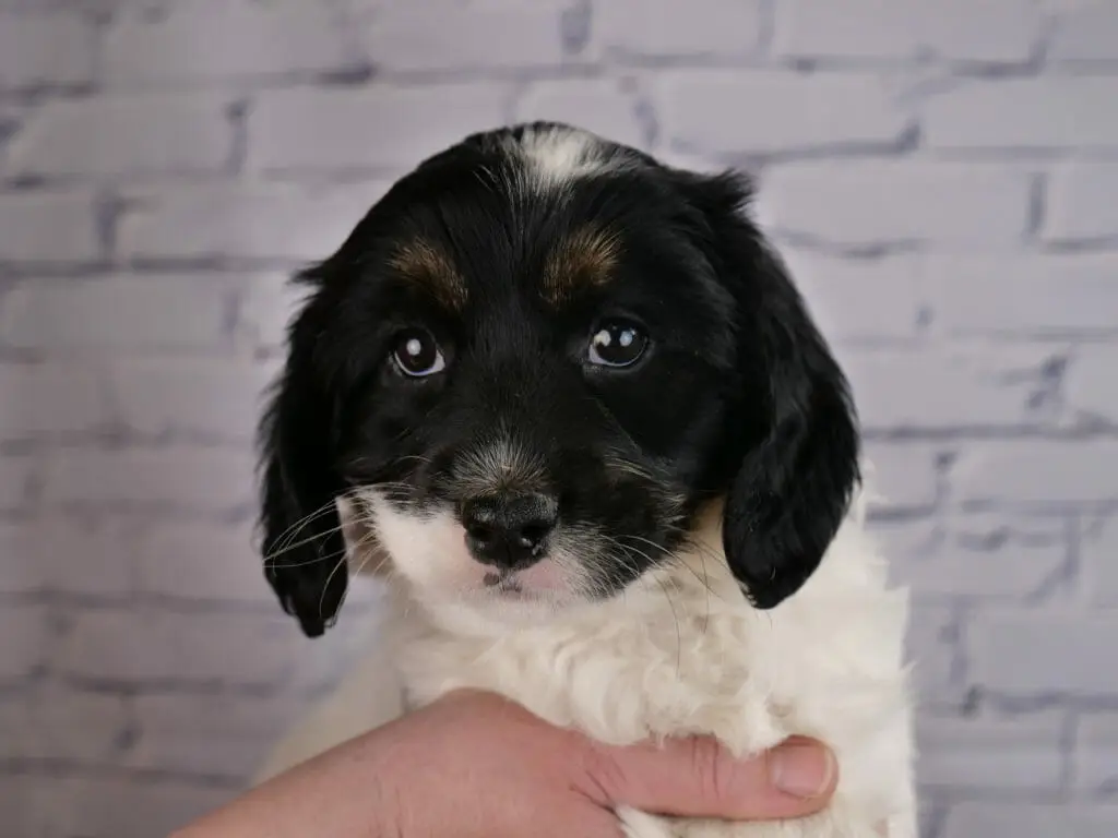 7-week old labradoodle puppy with a black head/face, white body. Puppy has a tiny patch of white on the top of her head, and the lower right side of her face is also white. She has small tan eyebrows. Her eyes are shining in the light