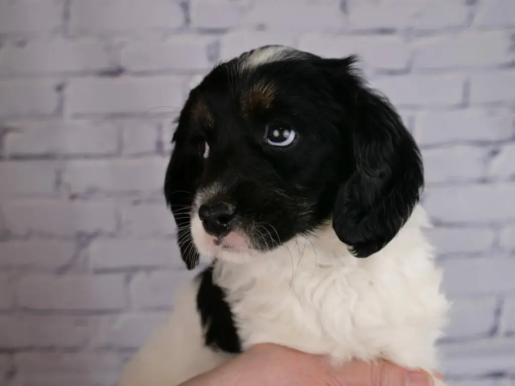 7-week old labradoodle puppy looking towards the left of the image, just head is turned. Puppy has a white chest and mostly white body with one visible black patch on her side. Her head is almost all black, with just a small patch of white on the top and tan eyebrows.
