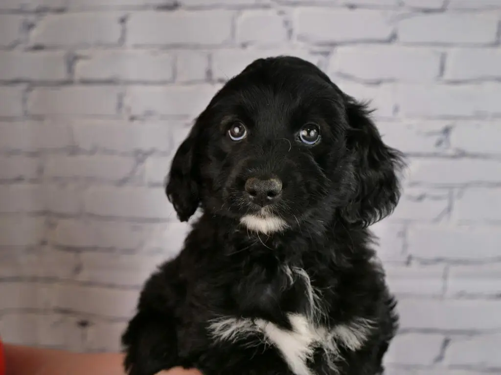 7-week old mostly black labradoodle puppy, with white across the chest and a white goatee. Eyes are soft and looking at the camera.