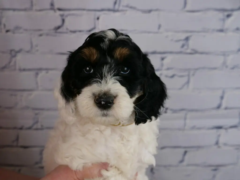 7-week old labradoodle puppy, white chest and body. Head is mostly black with a small white patch on the top of the head and caramel eyebrows. Muzzle is also white.