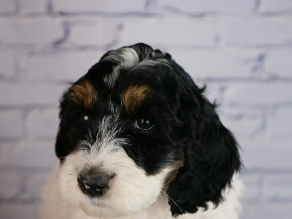 Close up of a 7-week old labradoodle puppy. Muzzle is white, head is mostly black with a small white patch on the top of the head and caramel eyebrows.