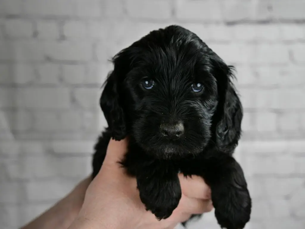 Solid black 5-week old labradoodle puppy. Soft blue eyes looking forwards the camera. Puppy is held in someones hands in front of a white brick wall. His chin has the lightest hint of a goatee.