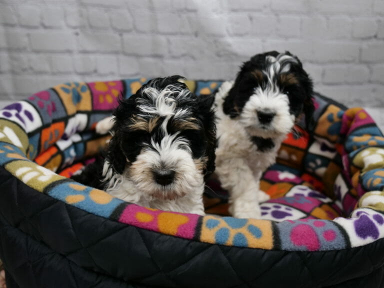 Two 7-week old black and white labradoodle puppies in a multicolored dog bed. Puppy in front has tan/copper eyebrows.