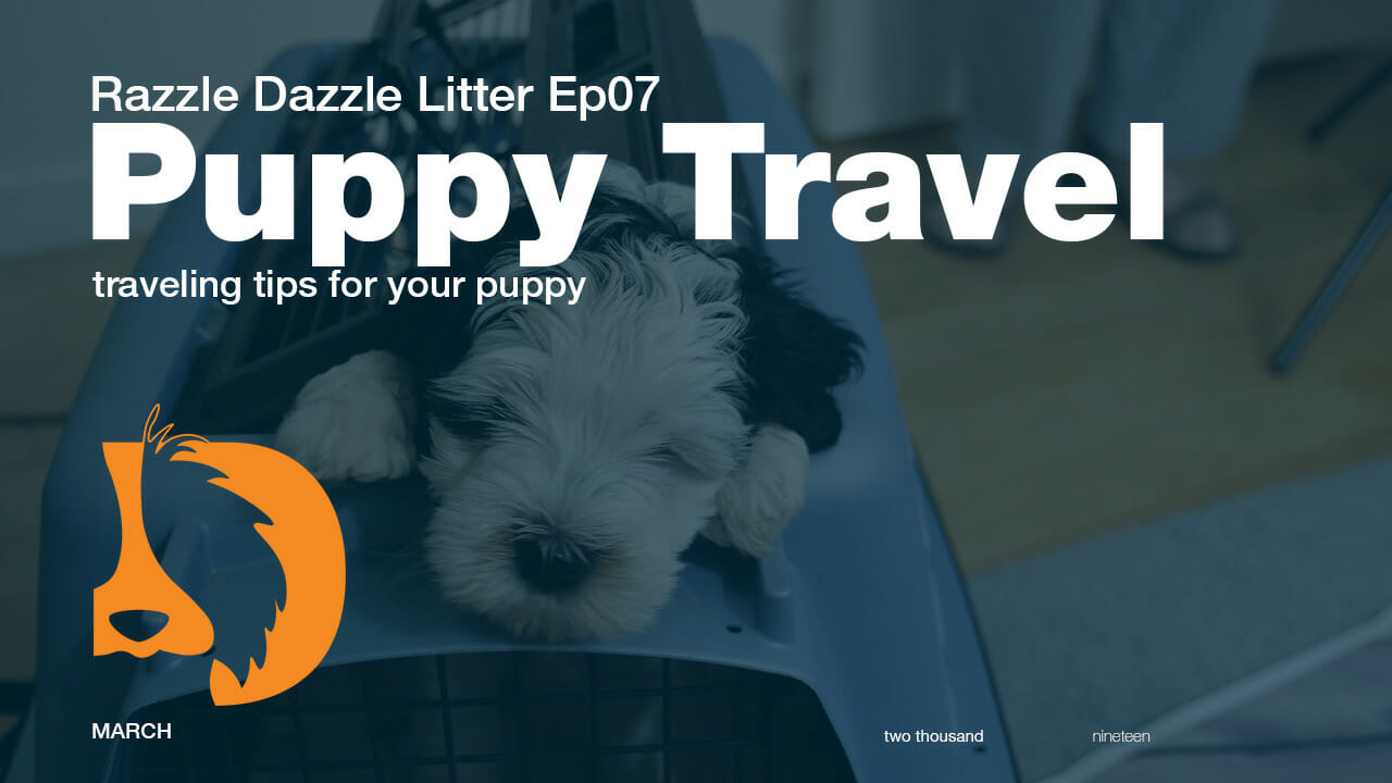 Van Isle Labradoodles youtube thumbnail for the video entitled Puppy Travel Tips