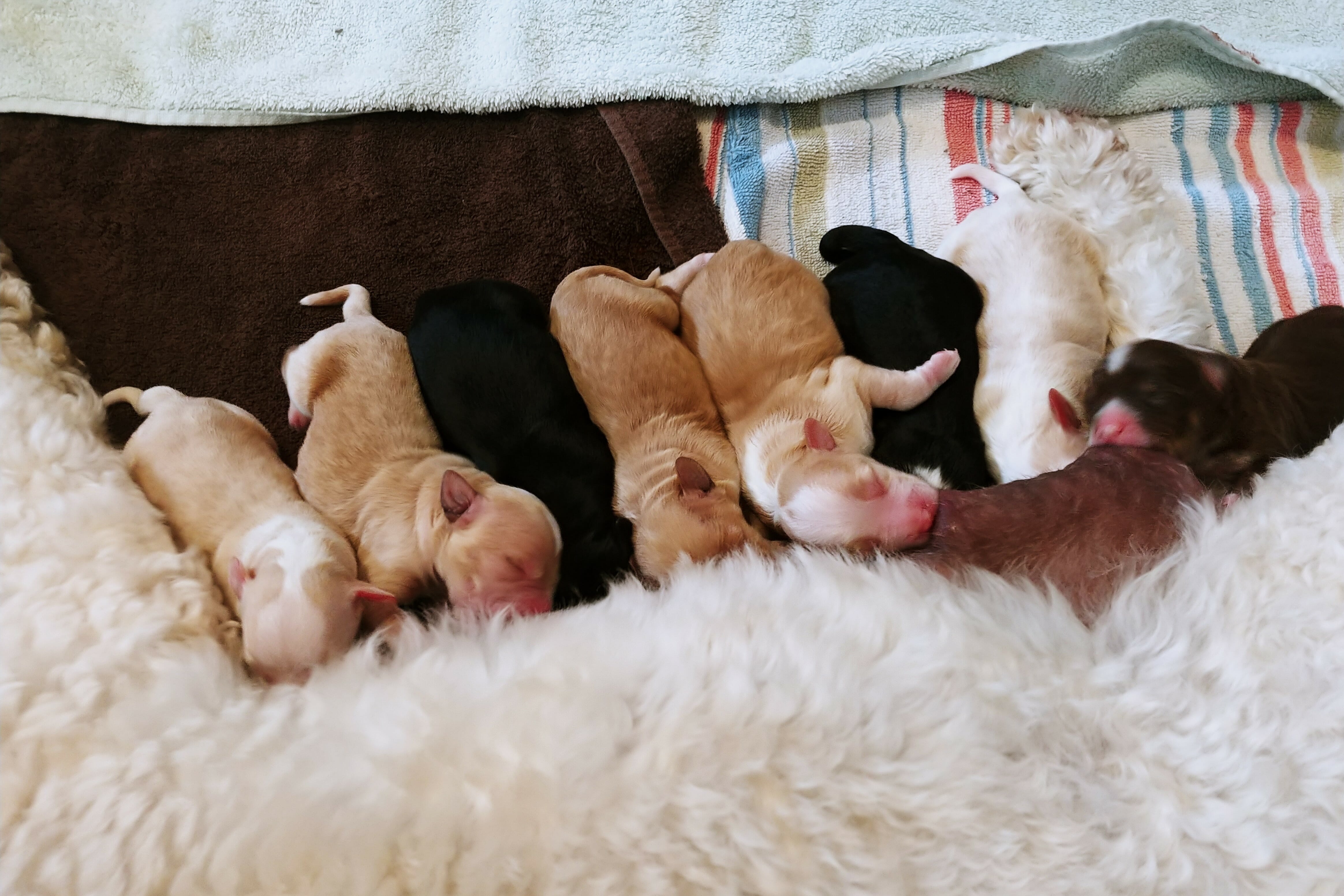 8 newborn labradoodle puppies are lined up nursing and sleeping against their mothers stomach.