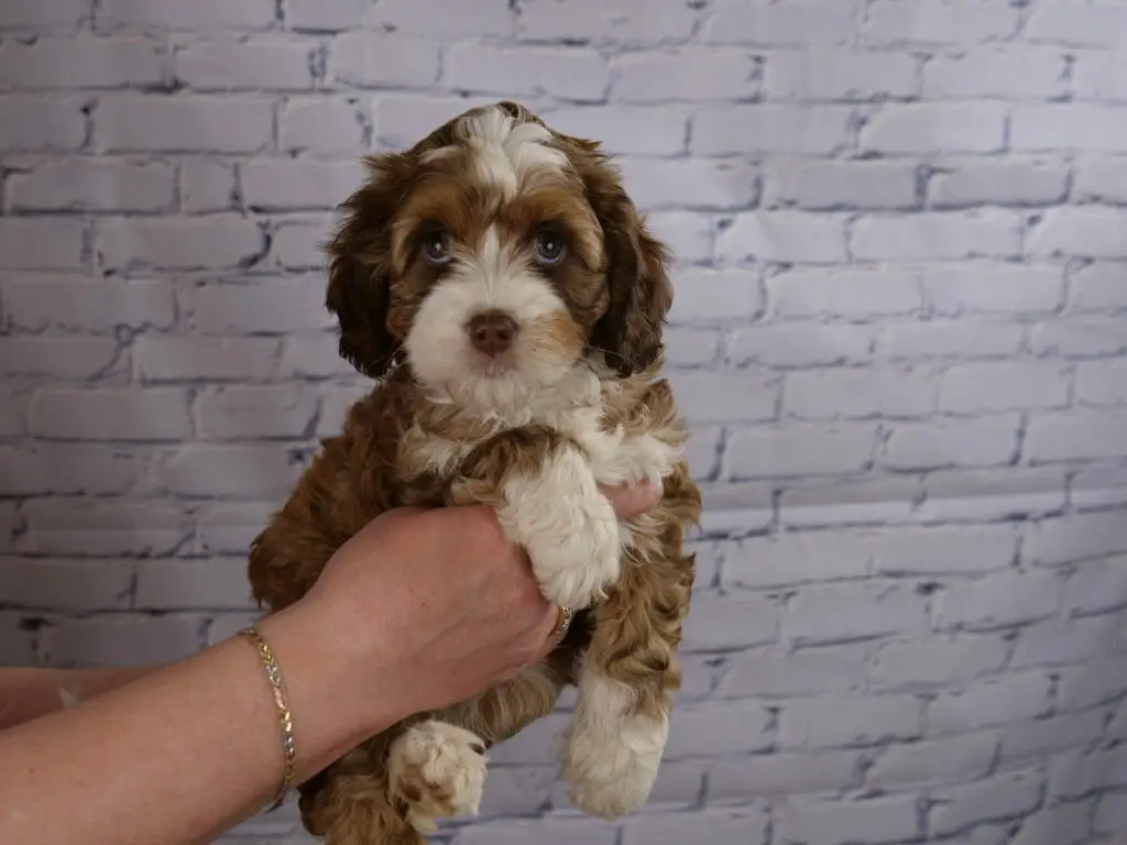 7-week old dilute brown and white labradoodle puppy held in someones hands in front of a white brick wall. Puppy is dilute brown with patches of white.