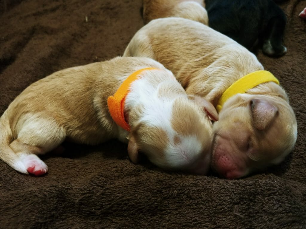 2 newborn labradoodle puppies. Light caramel in color, one has white markings on its neck and is wearing an orange collar. The second puppy appears solid caramel colored with a yellow collar. They are snuggled together on a brown blanket