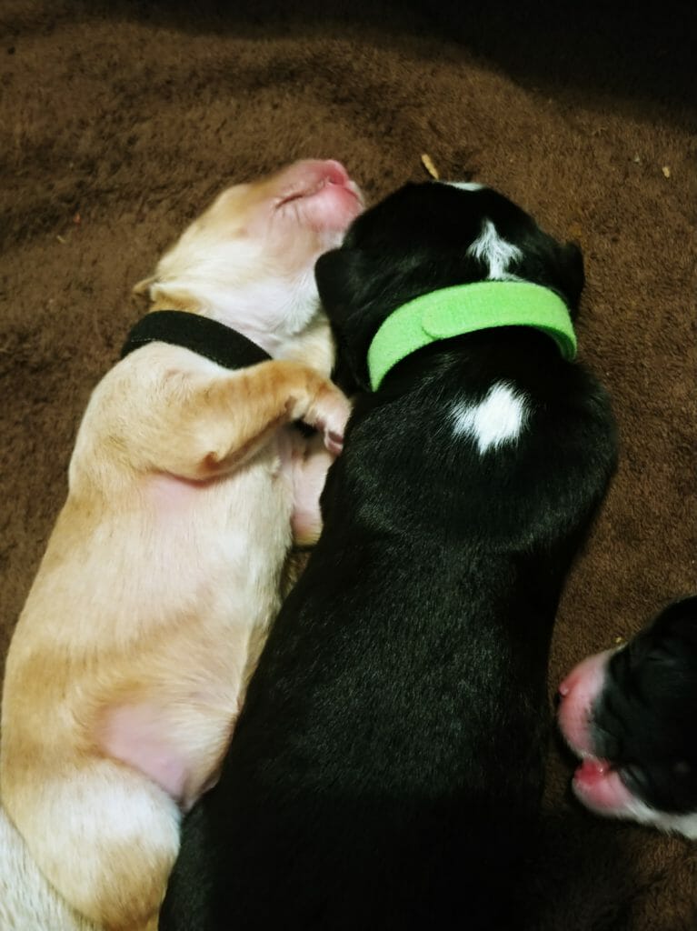 2 newborn labradoodle puppies. On the left is a light caramel puppy lying on its back wearing a black collar. On the right is a black puppy with 2 white diamonds on its neck and head, wearing a green collar. They are close together on a brown blanket.