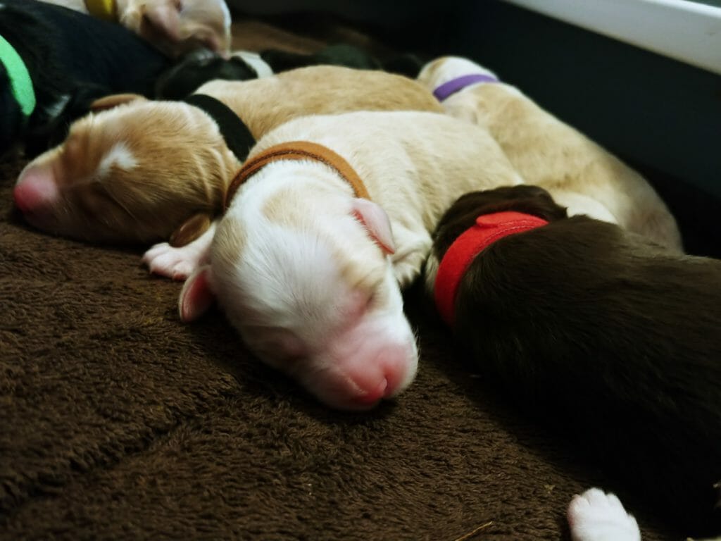 3 newborn labradoodle puppies. On the right on the image is a solid black puppys back, wearing a red collar. In the middle is a white and cream/caramel puppy with a brown collar. In the back/left is a caramel puppy with a white patch on its head and a black collar. They are snuggled on a brown blanket.