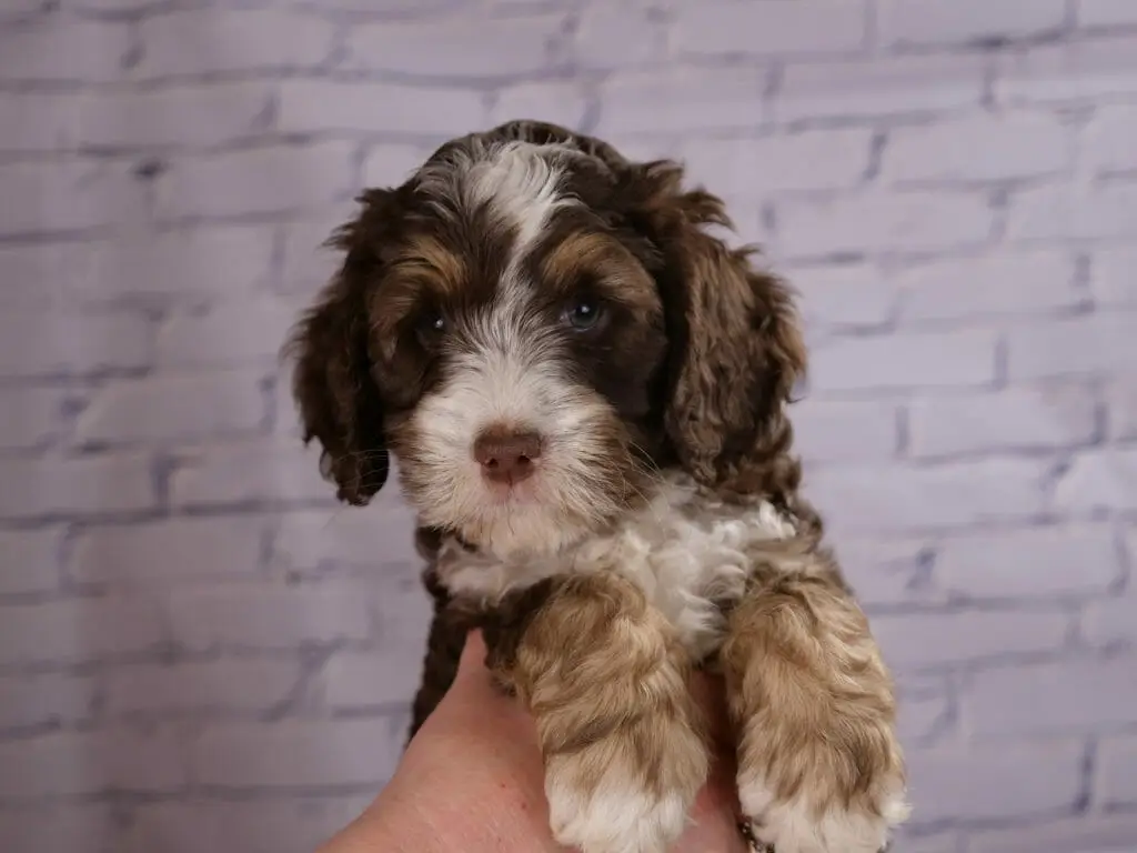 77-week old dark chocolate phantom labradoodle puppy. Front paws are hanging over someones hand who is holding her up. Legs are light tan/white. She has a white muzzle and patch of white on the top of her head. Her head and ears are dark chocolate brown with caramel/tan tones.