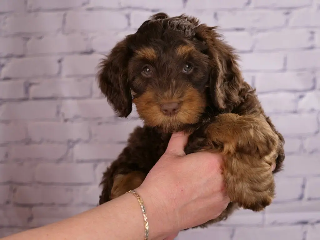 A 7-week old chocolate and caramel labradoodle puppy, held in someones hands in front of a white brick wall. Puppies eyes are light green and his eyebrows are caramel colored.