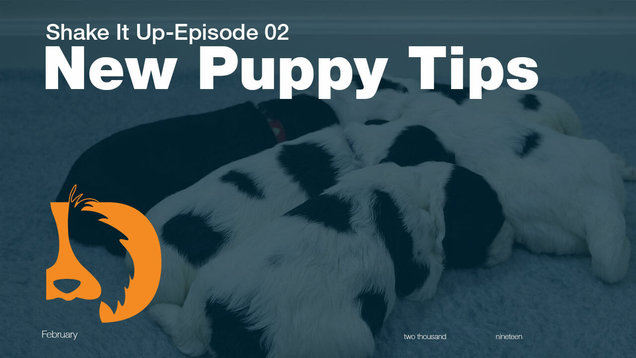 New Puppy Tips thumbnail image from Van Isles youtube