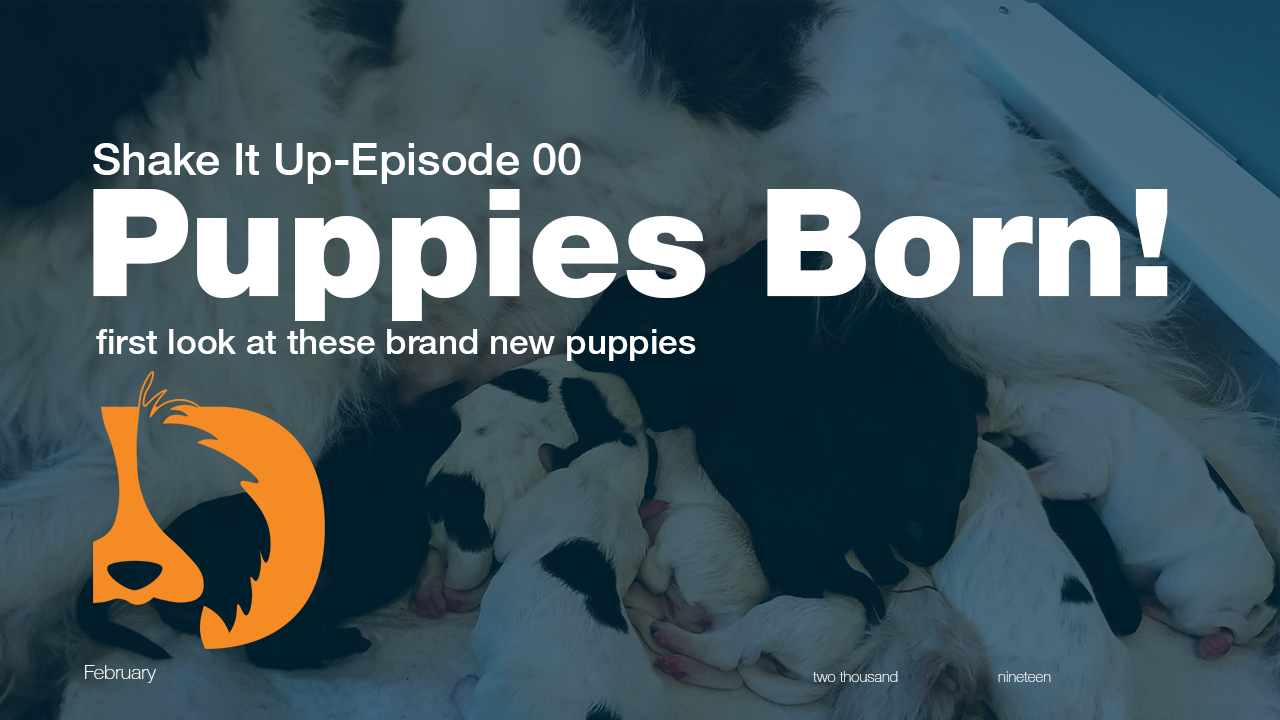Youtube thumbnail art from Van Isles video entitled Puppies Born