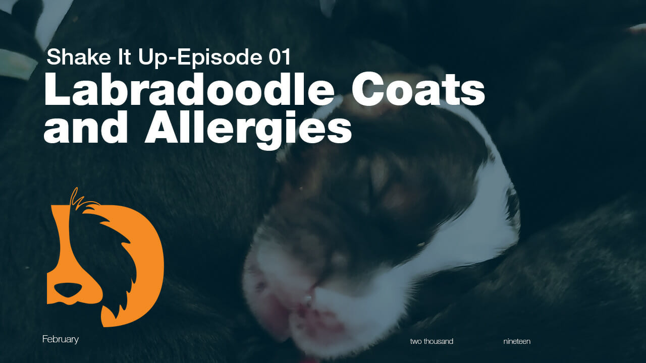 Youtube thumbnail image from Van Isles video entitled Labradoodle Coats and Allergies