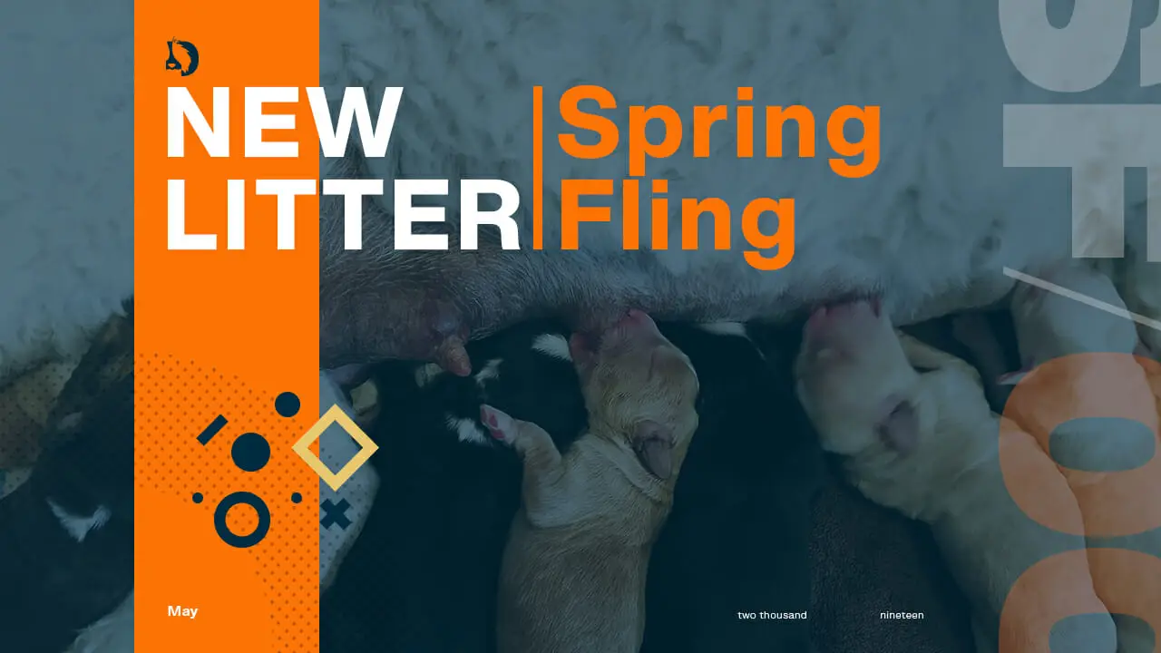 Youtube thumbnail art for video entitled Spring Fling - New Litter