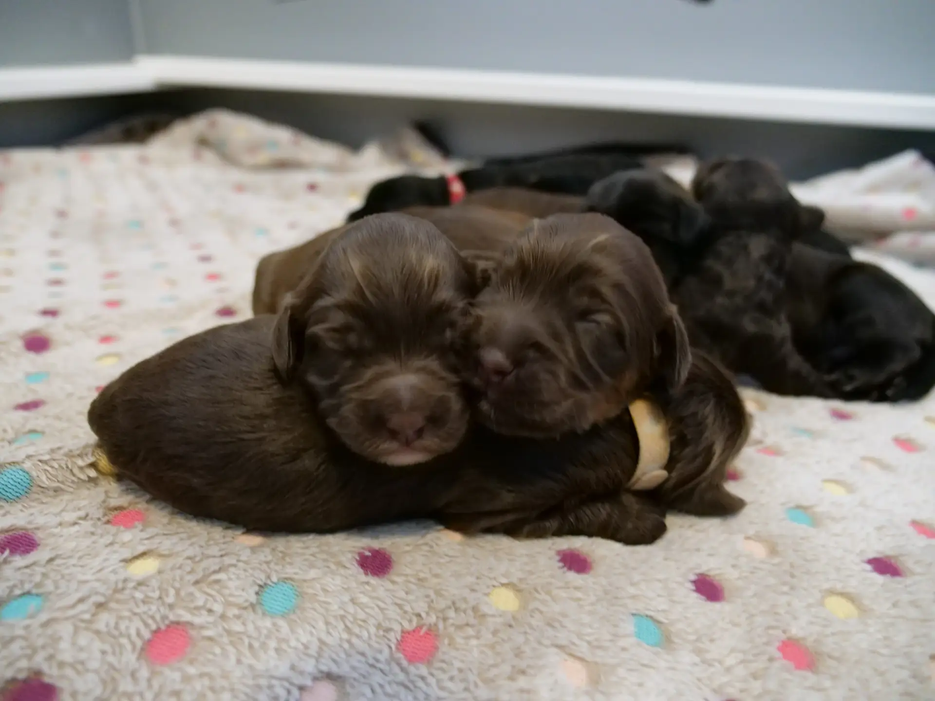 three 1-week old chocolate labradoodle puppies. One is laying across a grey blanket with mulitcolored spots, his back to the camera. 2 more are resting their heads on his back, facing the camera. You can see streaks of caramel tones in their dark brown coats.