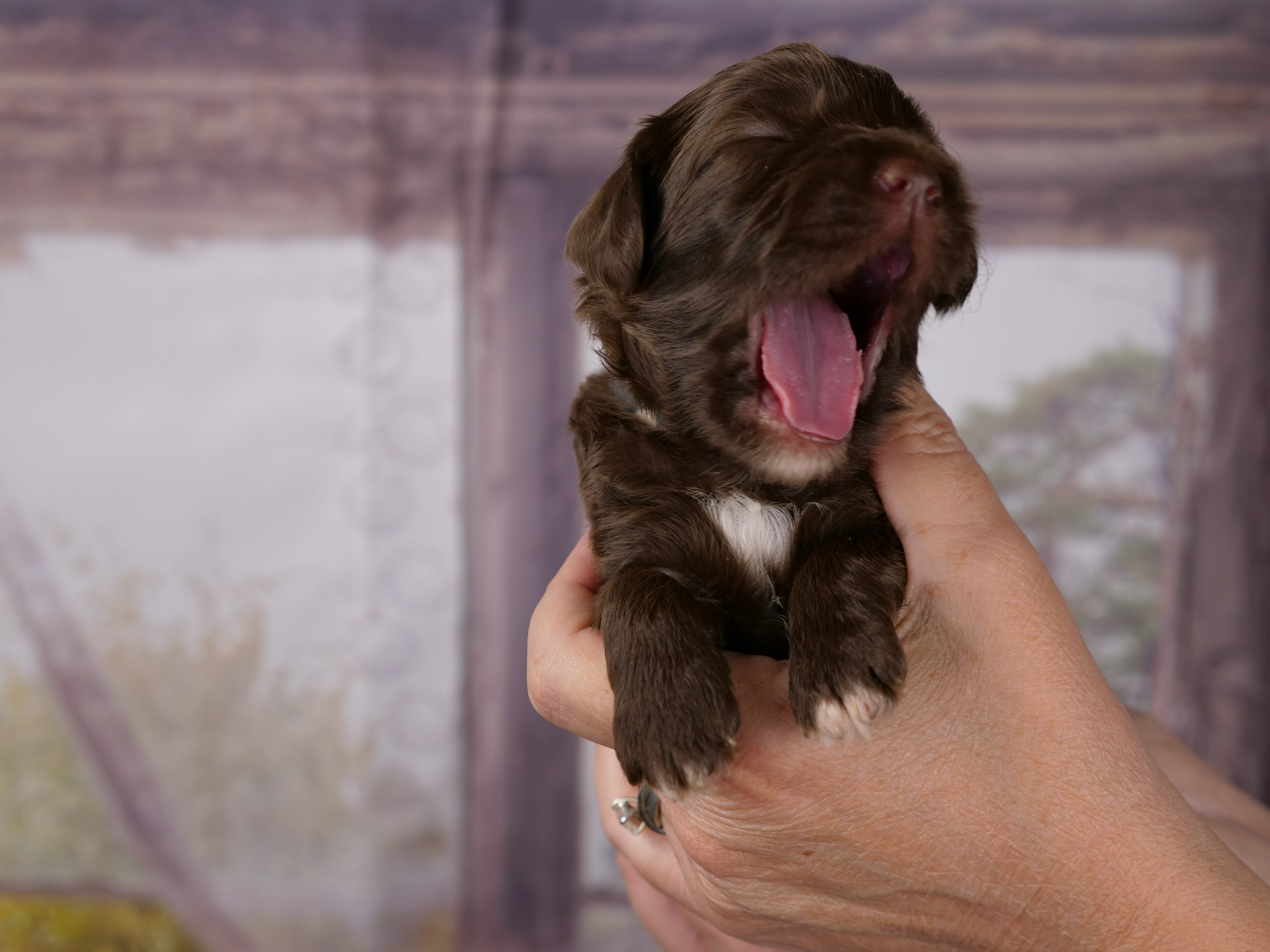 2-week old chocolate labradoodle puppy, held gently in someones hands she is yawning and her pink tongue is sticking out. She has white dipped toes and a patch of white on her chest.
