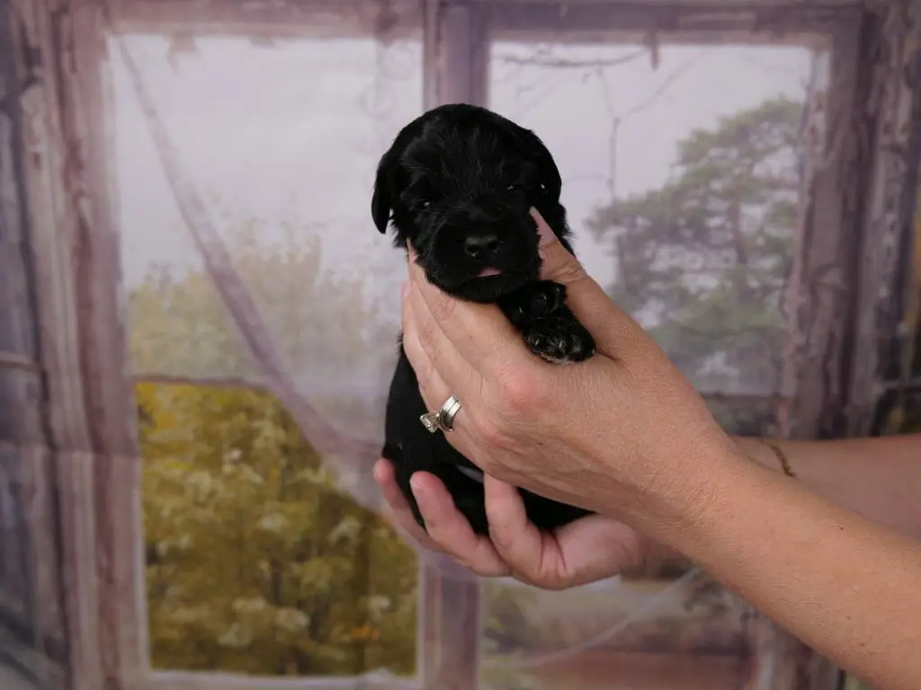 ebony black 2-week old labradoodle puppy held in someones hands. The tip of a pink tongue is just barely poking out.