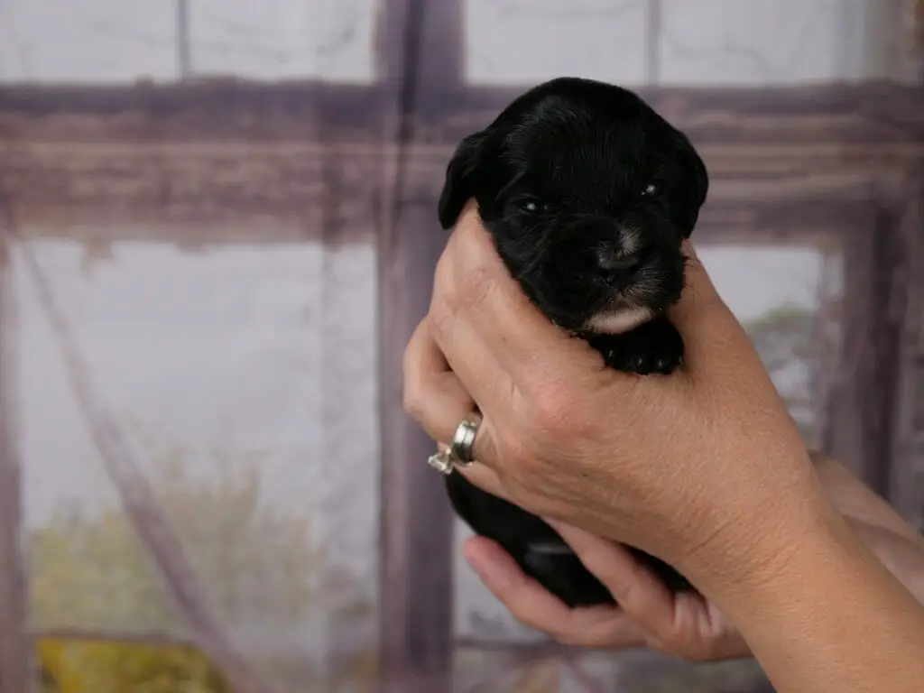 black 2-week old labradoodle puppy with a white goatee, held in someones hands and looking at the camera.