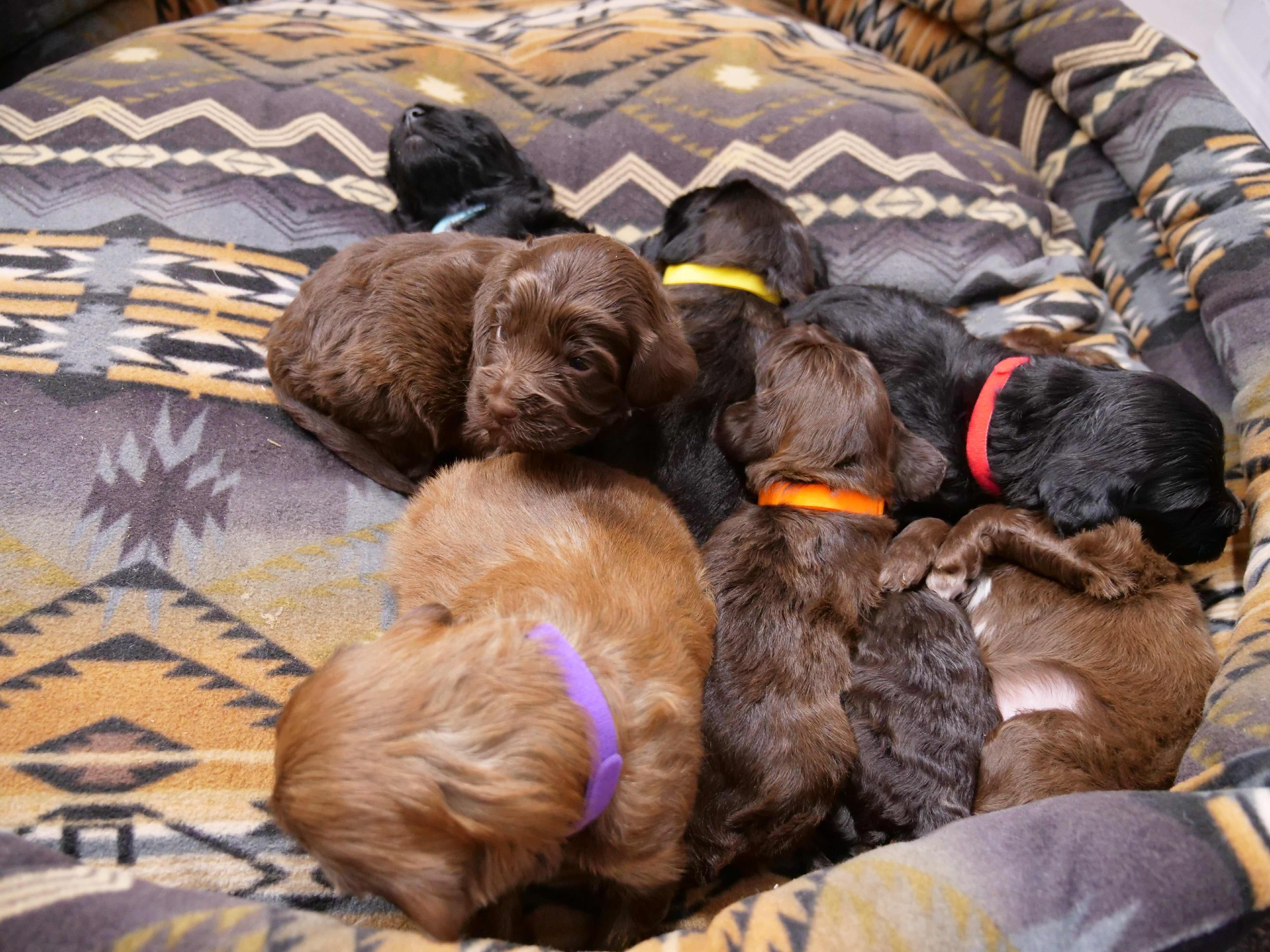 7 puppies in dog bed, one has its head up looking at camera